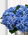Hortensia snittblomma ljusblå