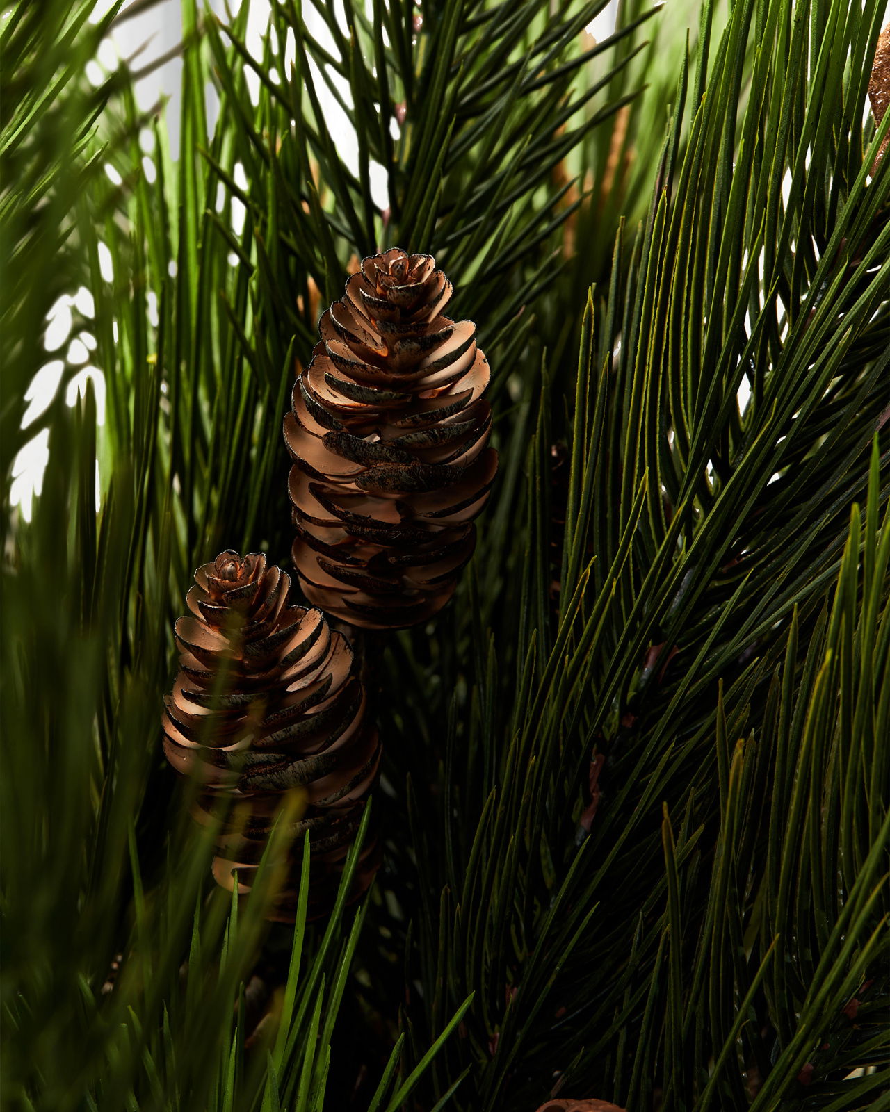Pine branch with cones green