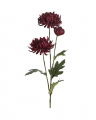 Chrysanthemum Cut Flower Red