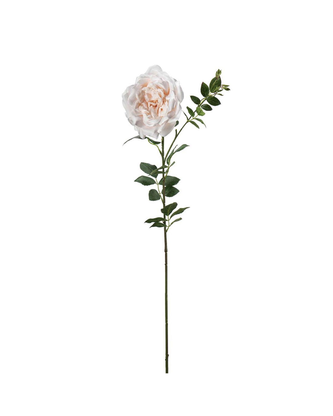 Roos snijbloem perzik