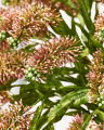 Astilbe cut flower Pink
