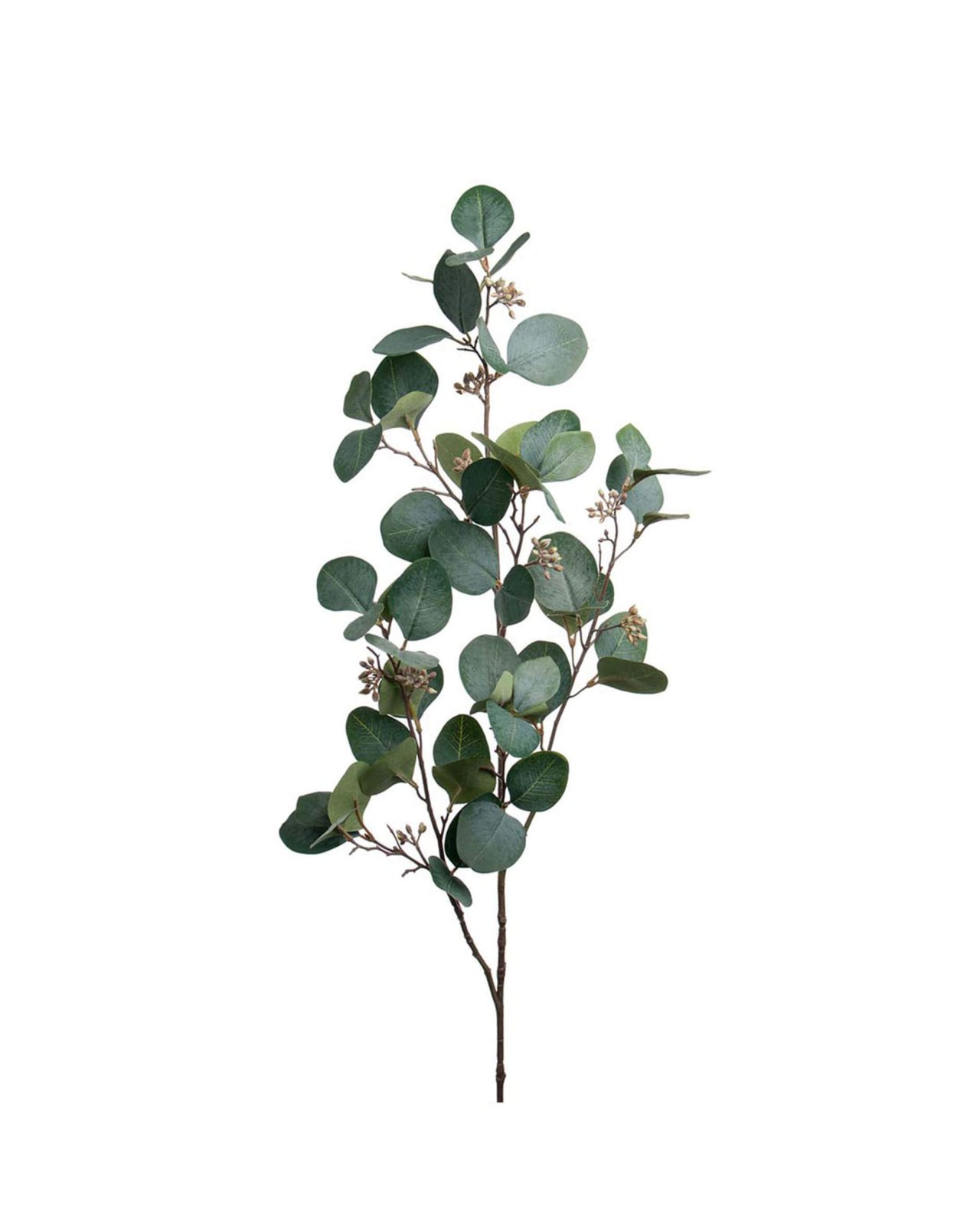 Eucalyptus snittblomma grön