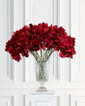 Amaryllis snitblomst rød