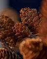 Ivy Decorative Twig Pinecones