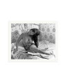 In Bed with Cardinale Print Only / XXL