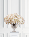 Hortensia leikkokukka kerma
