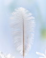 Tussilago ostrich feather white