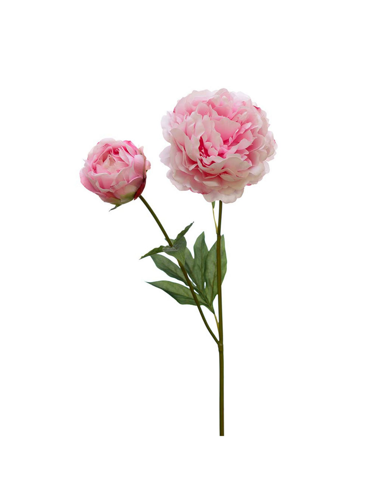 Pæon snitblomst rosa