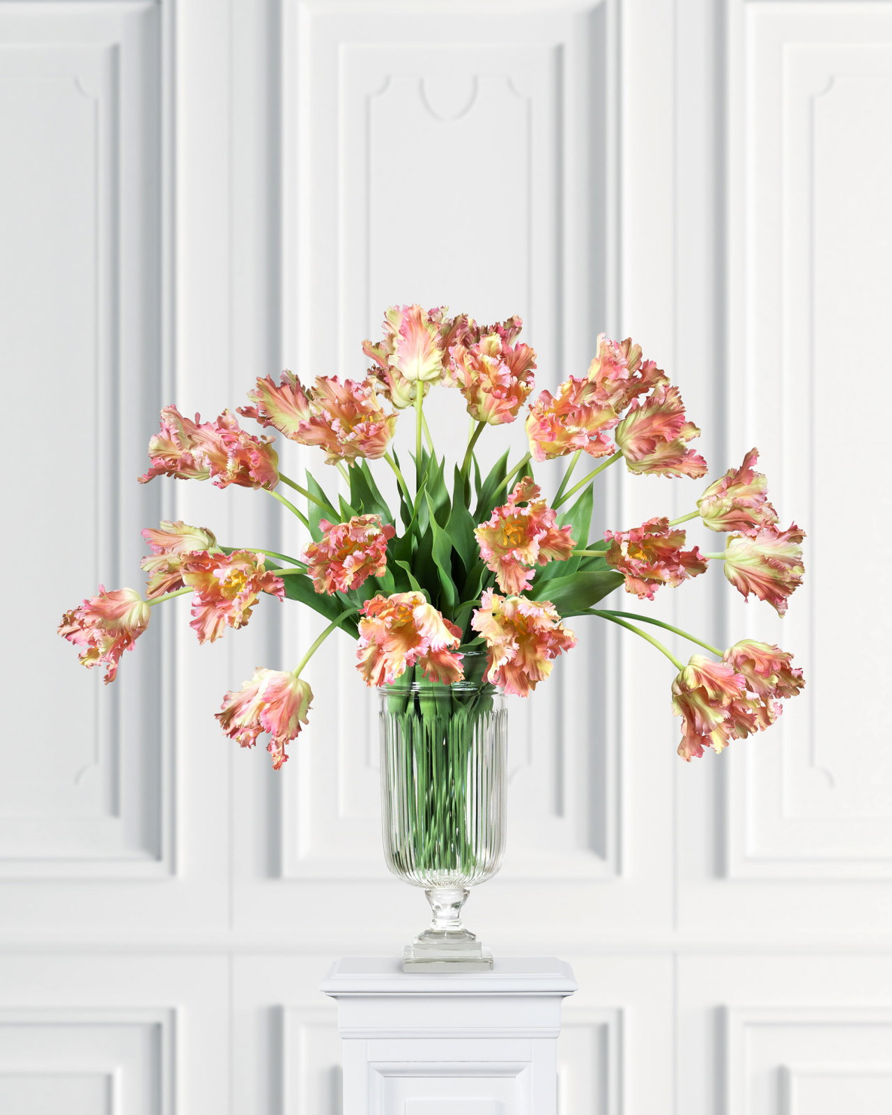 Papegojtulpan snittblomma lila