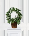 Jasmine potted plant white