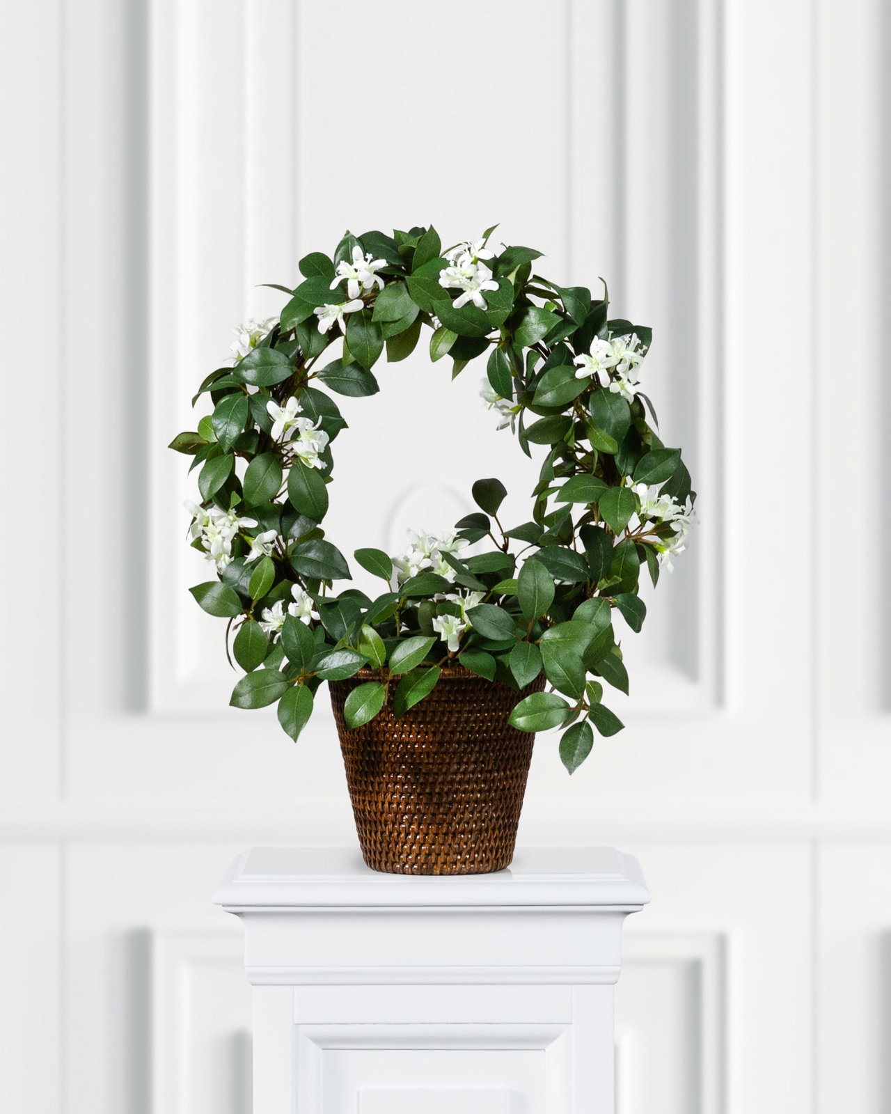 Jasmine potted plant white