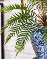 Fern Potted Plant green