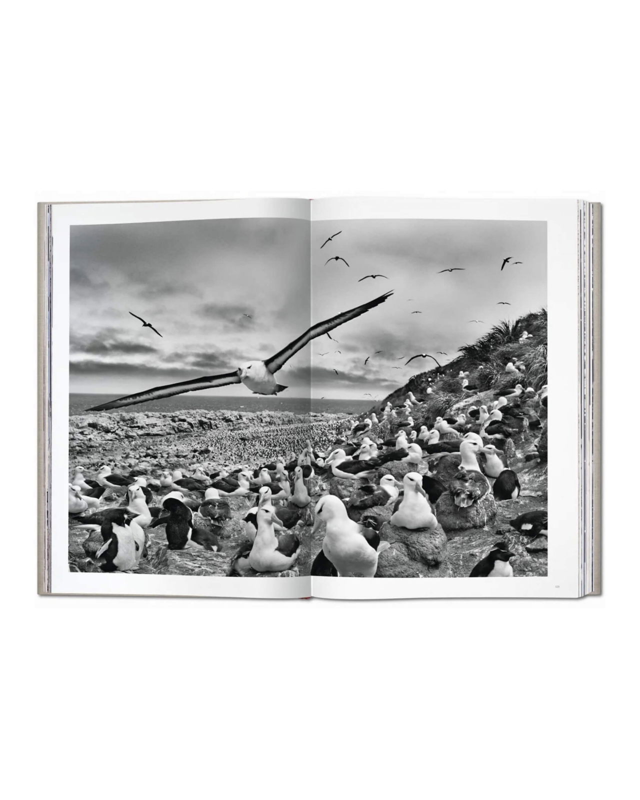 Sebastião Salgado Genesis SUMO