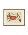 Crab And Tapia