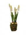 Grape Hyacinth Potted Plant White