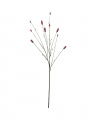 Pimpinell Cut Flower Burgundy