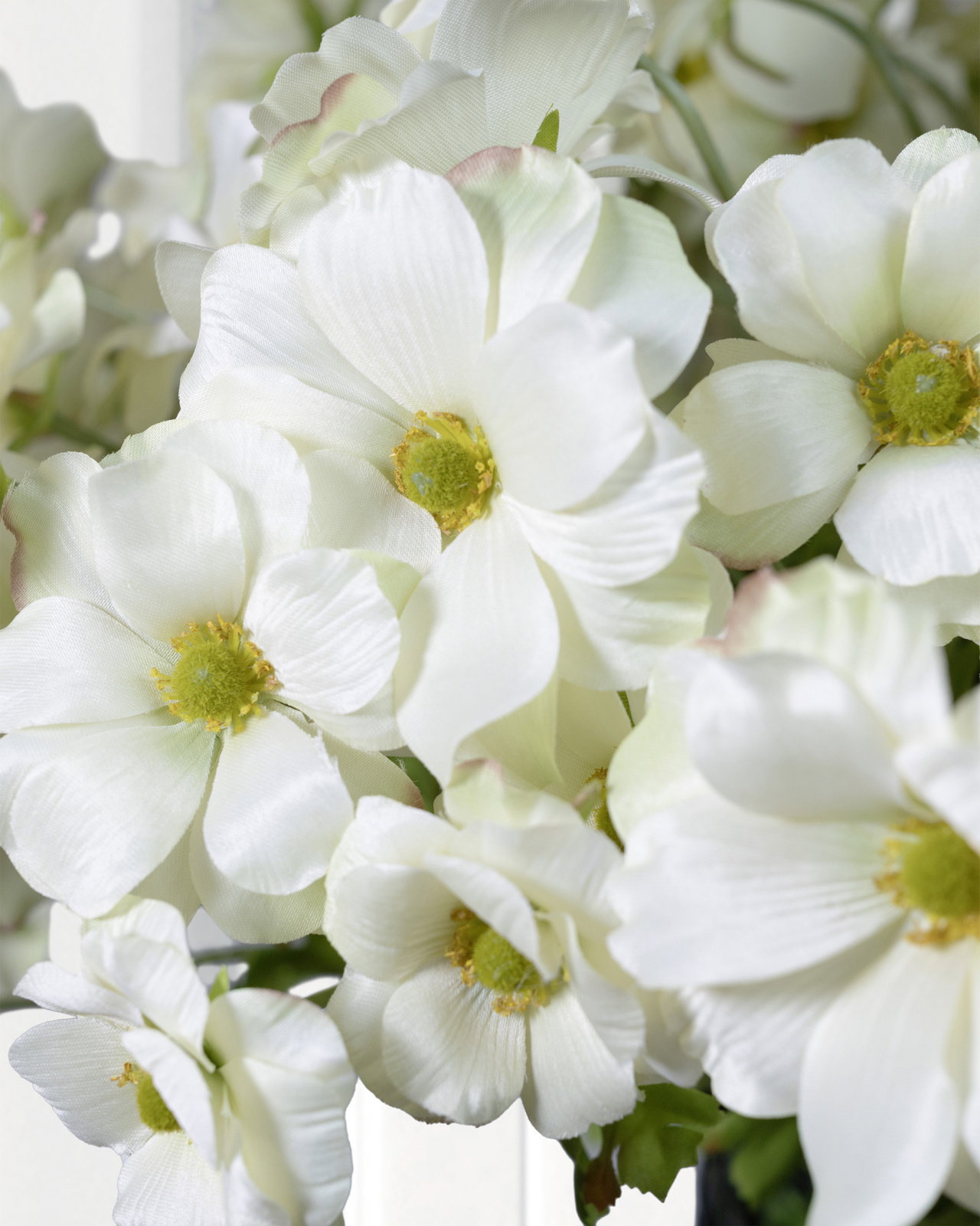 Vlinderranonkel snijbloem groen