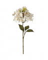 Hortensie Schnittblume Cream