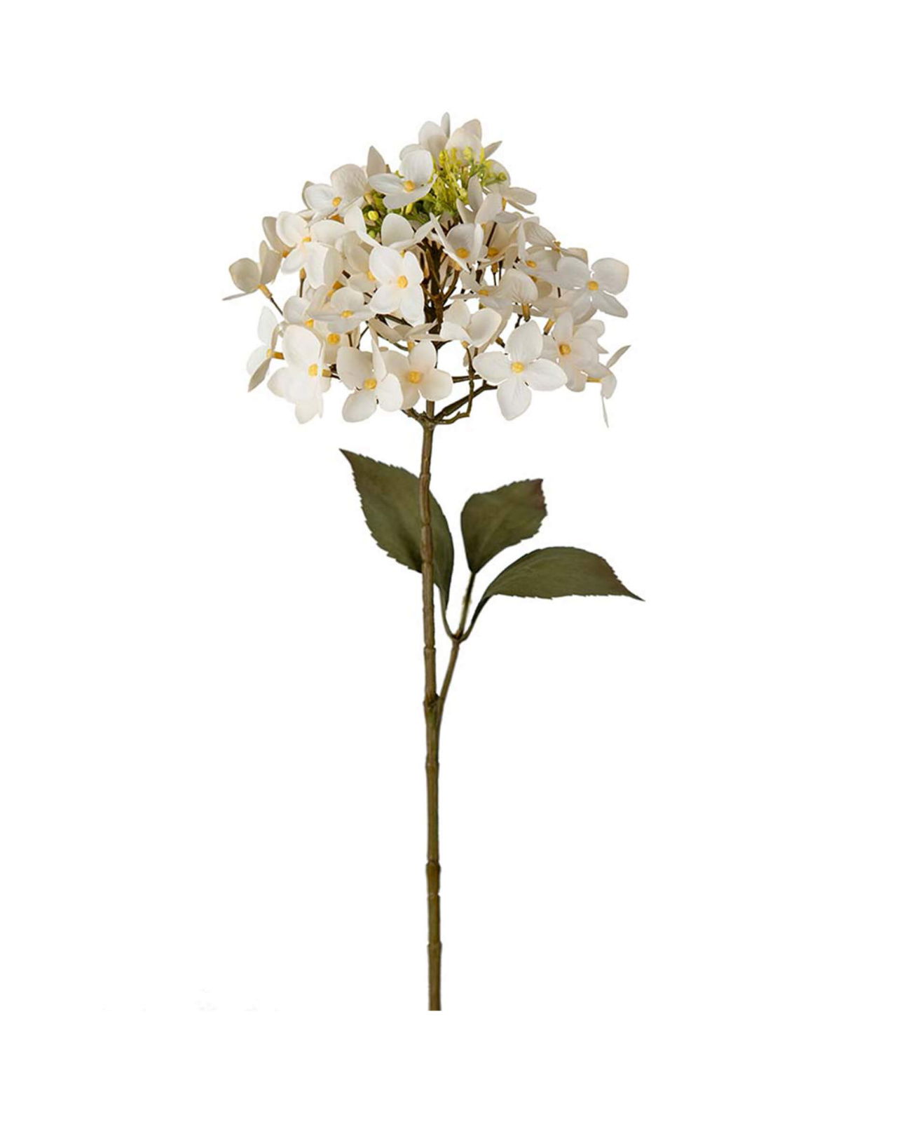 Hortensie Schnittblume Cream