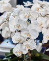 Orchidée Grandeur Gift Set