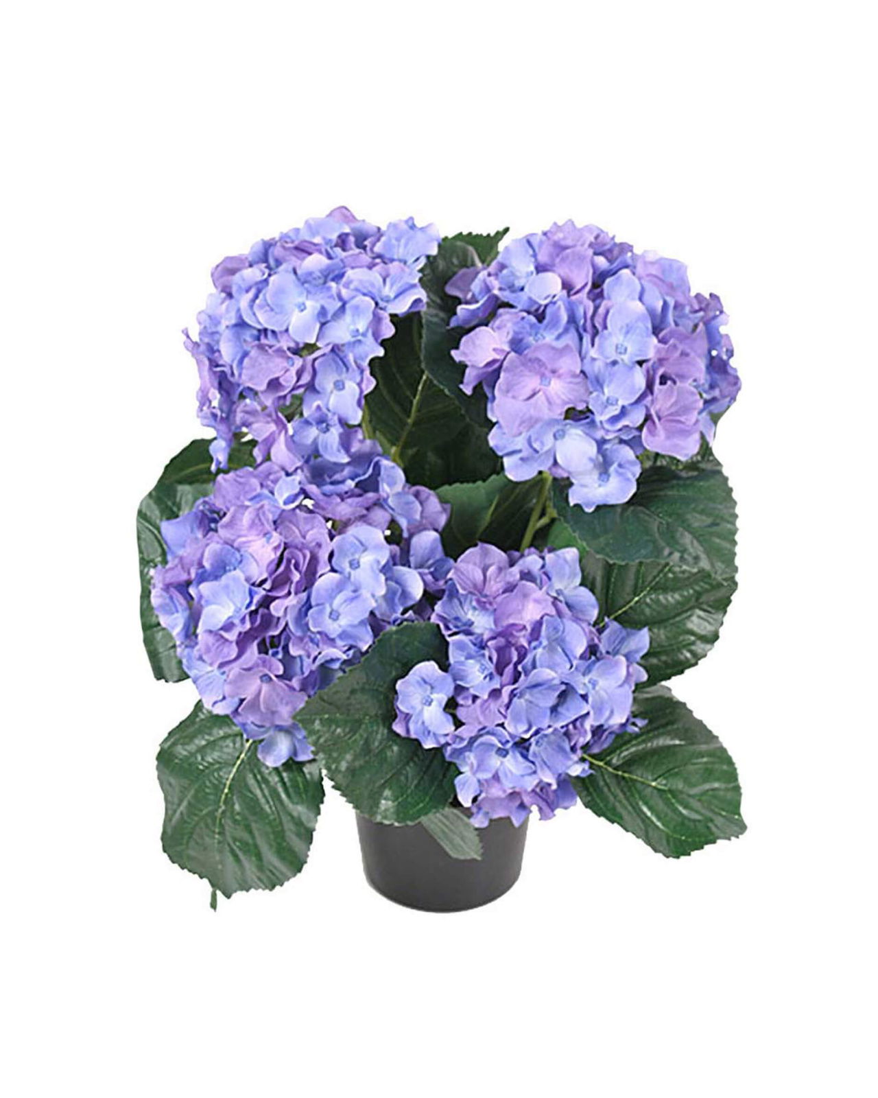 Hortensia krukväxt blå