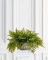Fern Potted Plant green
