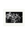 Bruce & The Boys Print Only / Medium