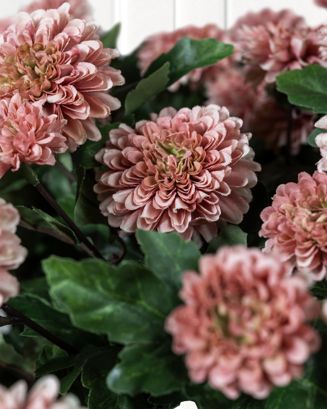 Krysantemum krukväxt mörkrosa