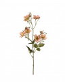 Japanese Climbing Rose Cut Flower Apricot