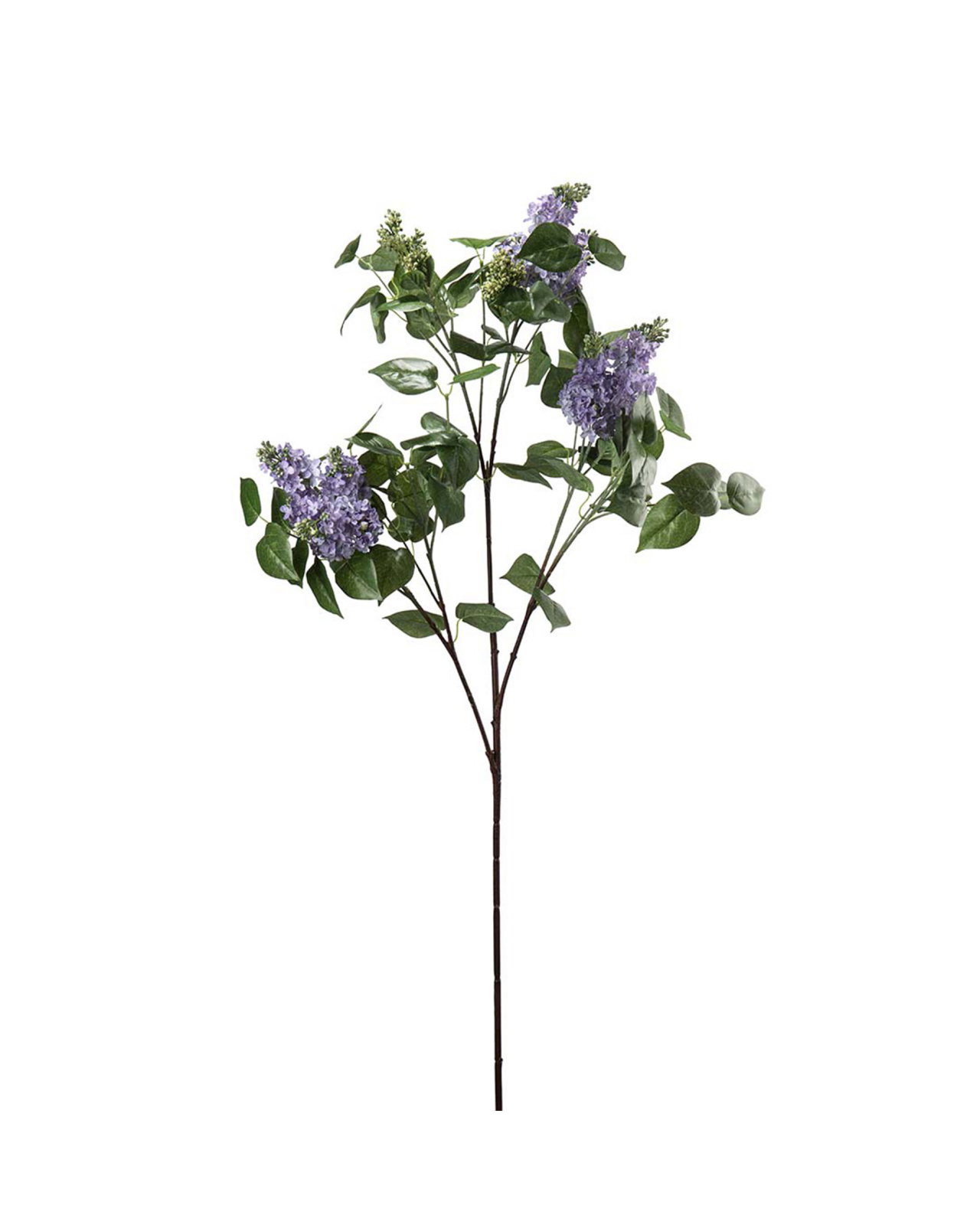 Lilac Cut Flower Blue