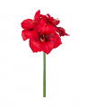 Amaryllis Schnittblume rot