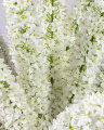 Eremurus Cut Flower White