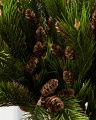 Kieferzweig mit Zapfen grün