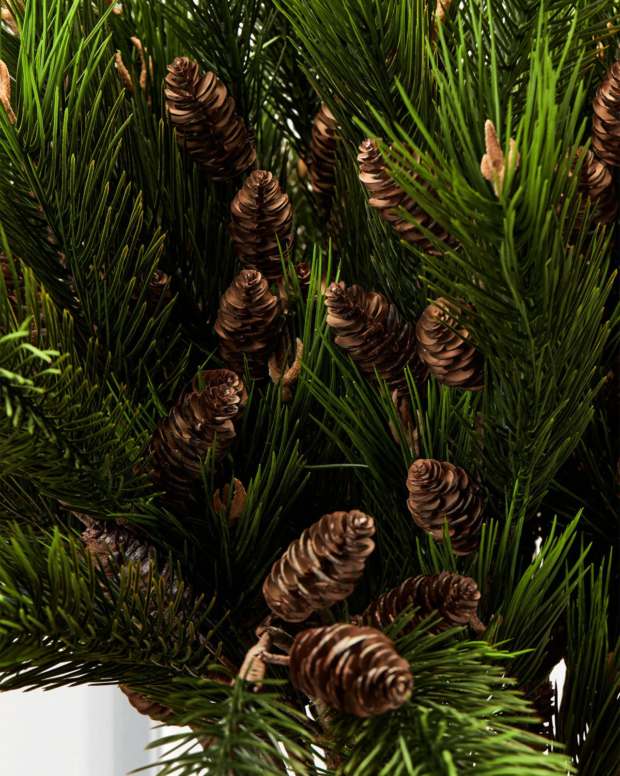 Pine branch with cones green