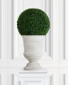 Boxwood Potted Plant
