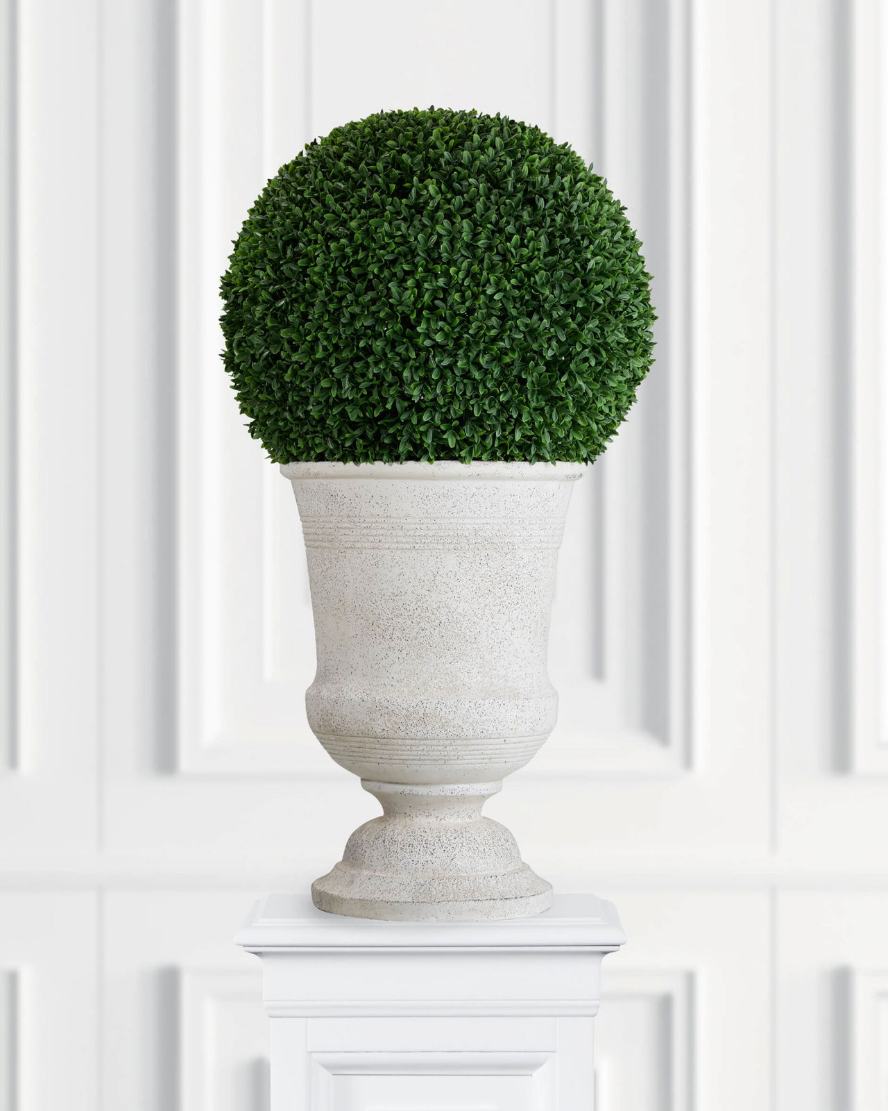 Boxwood Potted Plant