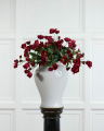 Christrose Schnittblume rot