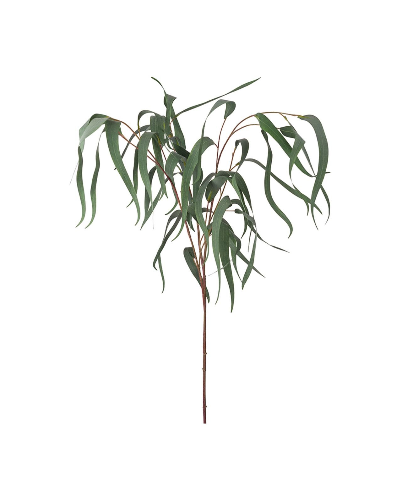 Eucalyptus snijbloem groen