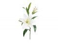 Lily Cut Flower White