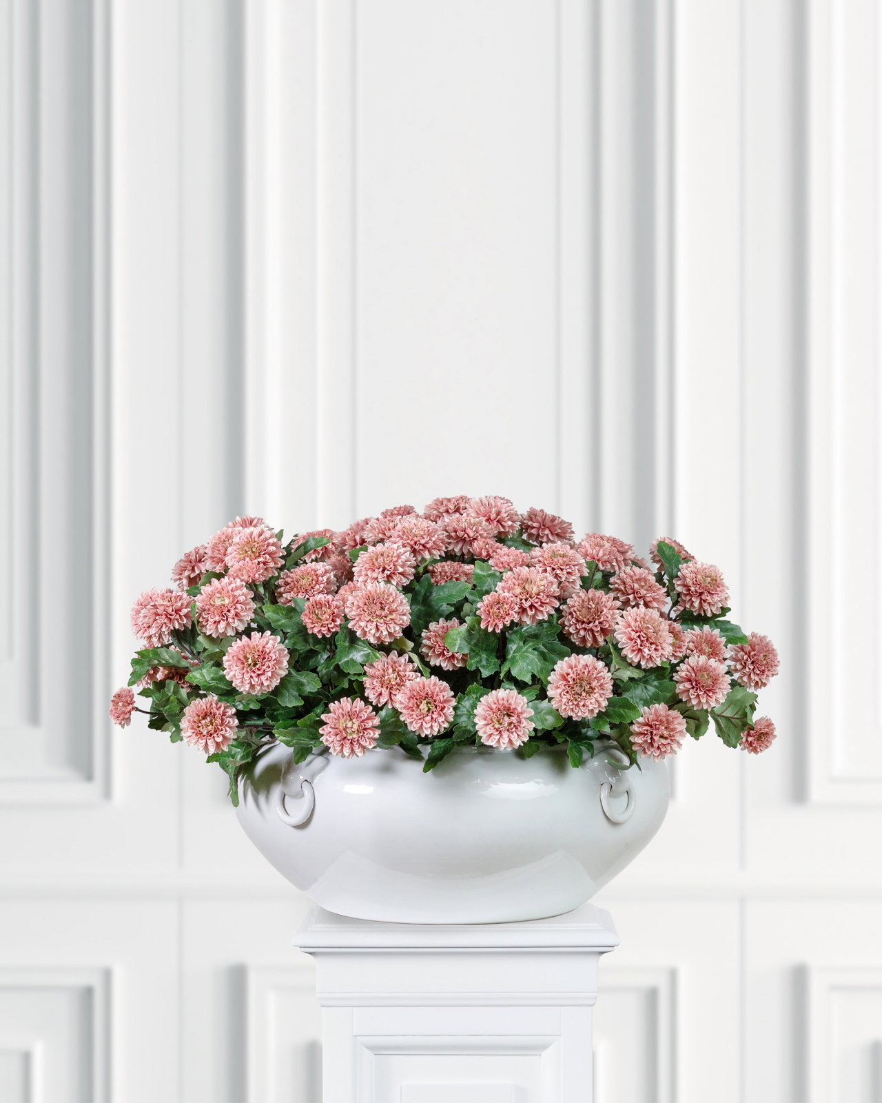 Krysantemum krukväxt mörkrosa