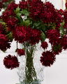 Chrysanthemum Cut Flower Red