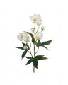 Christmas Rose Cut Flower White