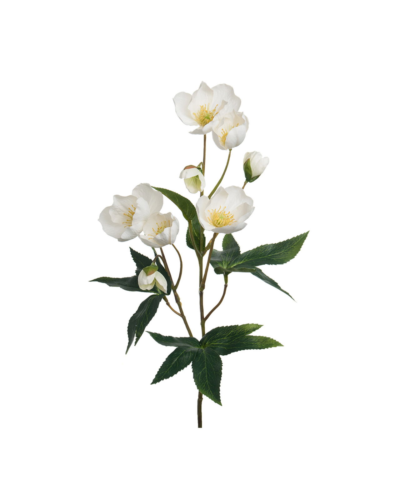 Julerose, afskåret blomst i hvid