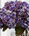 Hortensia snijbloem paars
