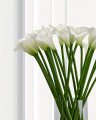 Calla Cut Flower White