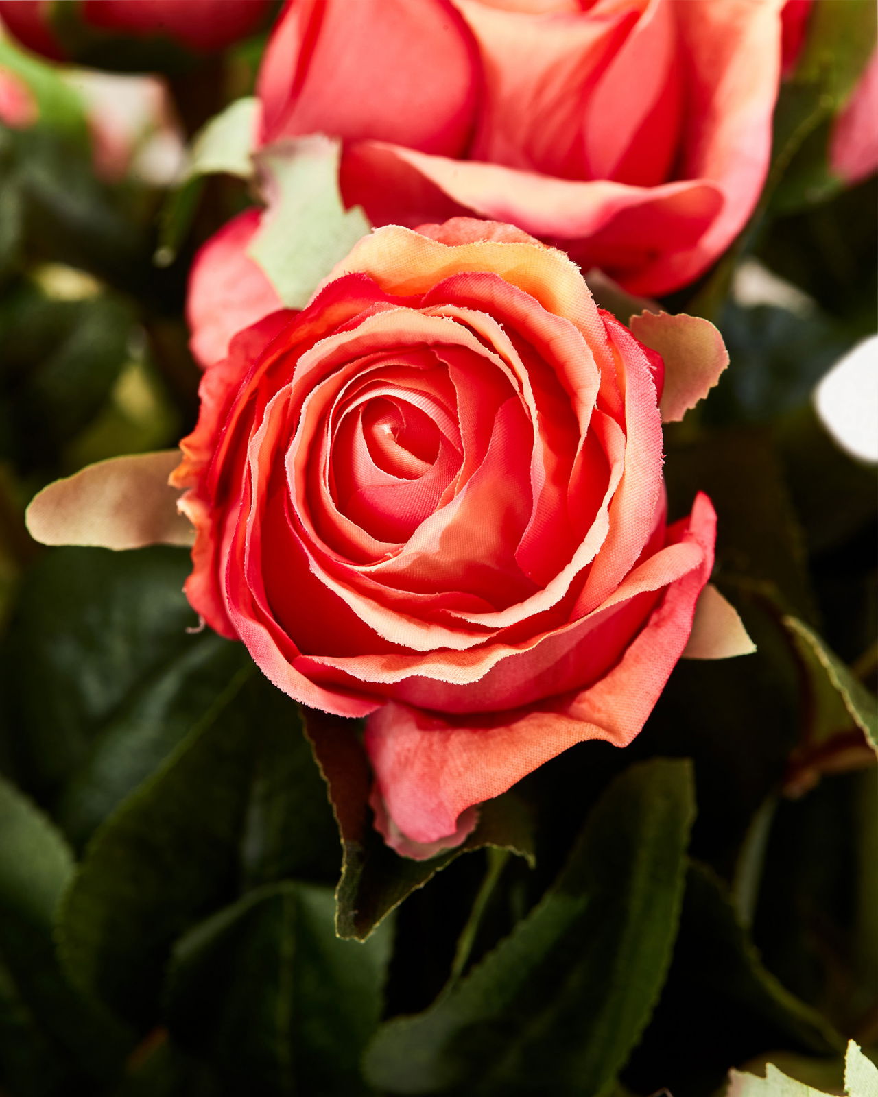 Ros snittblomma korall