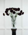 Carnation Cut Flower Wine Red