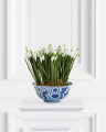 Snowdrop Potted Plant White