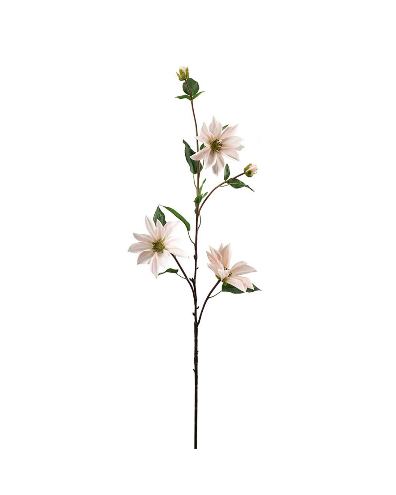 Clematis cut flower light pink