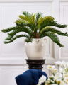 Cycas Potted Plant